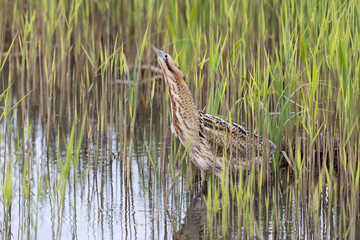 Eurasian Bittern (Botaurus stellaris) in a Reed Bed