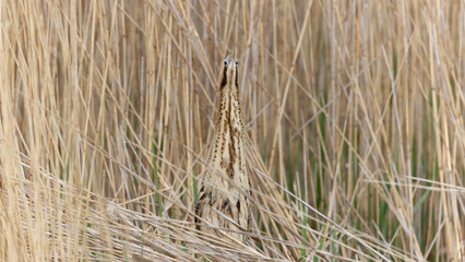 Eurasian Bittern (Botaurus stellaris) in a Reed Bed