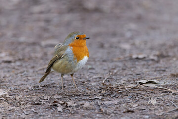 European Robin (Erithacus rubecula)