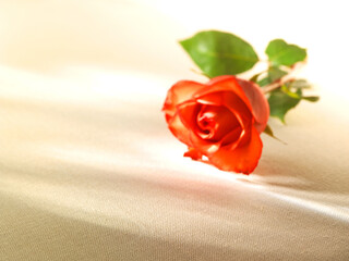 Rosen, rote Rose, Blume, Sonnenlicht, Valentinstag,