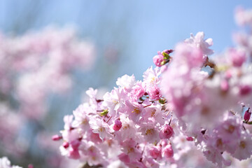 枝垂れ桜