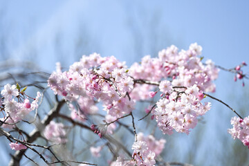 枝垂れ桜