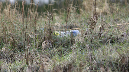 Short Eared Owl (Asio flammeus) 