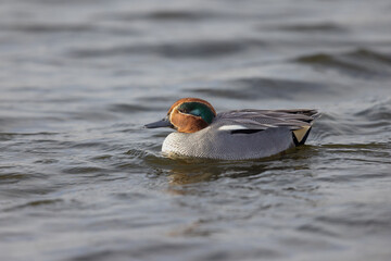 Eurasian teal (Anas crecca) 