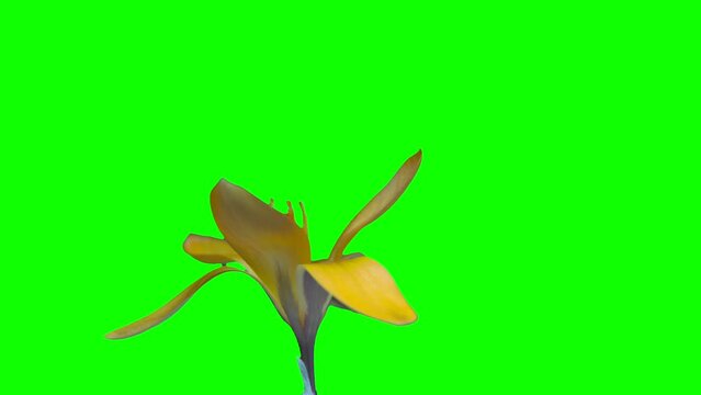 Spring footage. A yellow saffron bud blooms on a green screen and black background. Alpha channel. Chroma Kay. Time lapse. Clear
