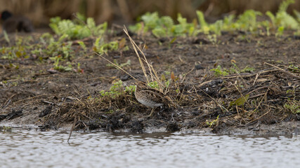Common Snipe (Gallinago gallinago) 