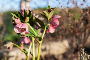 Pink hellebore flowering in spring garden. Close up of blooming plant