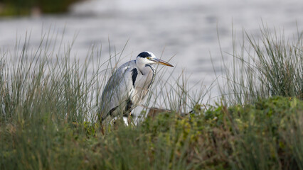 Grey Heron (Ardea cinerea) 