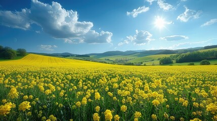 Fototapeta premium Breathtaking summer canola field