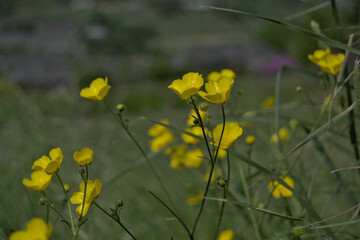 Yellow Buttercup flowers on the moors in Yorkshire