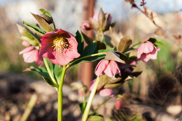Pink hellebore flowering in spring garden. Close up of blooming plant