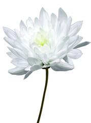 Chrysanthemum flower on isolated background with clipping path. Closeup. Transparent background. Nature.	