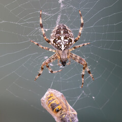 European Garden Spider (Araneus diadematus) with Wasp (Vespula vulgaris) Prey