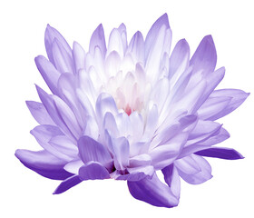 Obraz premium White chrysanthemum flower on isolated background with clipping path. Closeup. Flower on a green stem. Transparent background. Nature.
