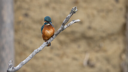 Eurasian Kingfisher (Alcedo atthis) with Fish in Beak