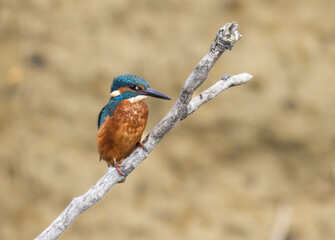 Eurasian Kingfisher (Alcedo atthis)