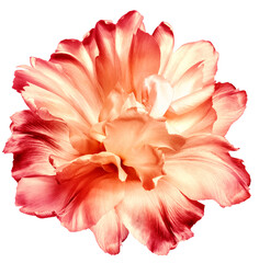 Red  tulip flower  on  isolated background with clipping path. Closeup. For design. Nature.