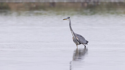 Grey Heron (Ardea cinerea) 