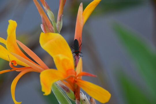 Black and red bug on an yellow achira flower