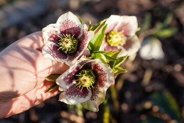 White hellebore with purple dots flowering in spring garden. Gardener enjoys blossoms touching it. Close up of bloom