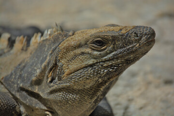 Closeup shot of Iguana eye in Playa del Carmen, Mexico