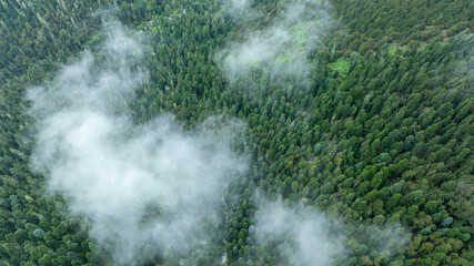 Aerial view of beautiful high altitude forest mountain landscape