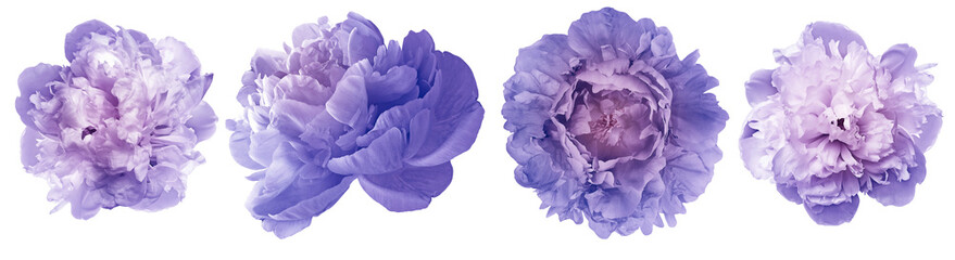 Purple peonies  flowers   on  isolated background with clipping path. Closeup.   Transparent background.  Nature.