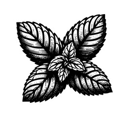 Mint leaf hand drawn vector illustration - obrazy, fototapety, plakaty