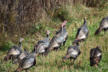 Wild turkeys in a field, Sainte-Apolline, Québec, Canada