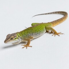 Green Lizard Isolated on a white background