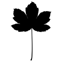 Sycamore maple tree leaf silhouette, vector illustration.
