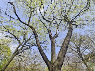 huge trees in a parc in Berlin Treptow/Köpenick, Germany