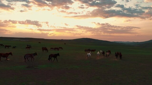 A wonderful landscape of a mountainous valley and a herd of horses running in the rays of sunset light. 