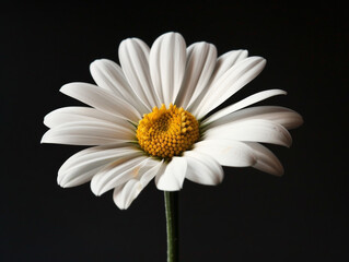 A single white flower with a yellow center