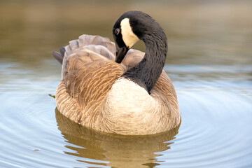 Canadian geese, Branta canadensis on the lake.