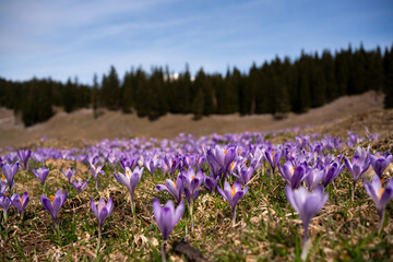 Velika Planina, Slovenia. Saffron glowering season in the meadows. Shepherd’s village, trip to...