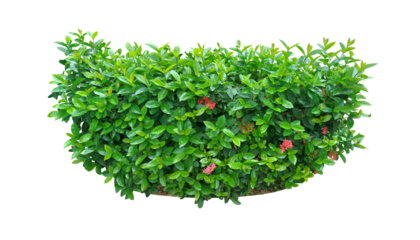 Ixora Red needle flower. (png) Ornamental plants and evergreen shrubs (shrubs) square shape. For making fences and decorating the garden for beauty.