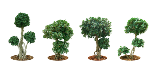 Ixora Red needle flower. (png) Ornamental plants and evergreen shrubs (shrubs) square shape. For making fences and decorating the garden for beauty.