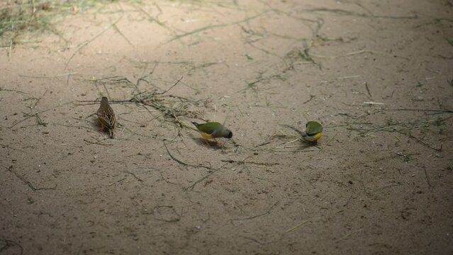 Gouldian finch (Erythrura gouldiae)
