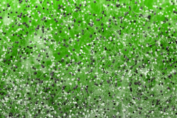 white and green mold spores on a green background