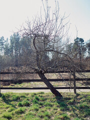 Vertical view of a tree with its stem distinctly bent to the left in front of a wooden field fence....