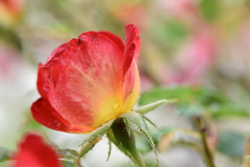 fleure rouge et jaune