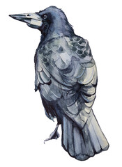 Fototapeta premium Beautiful watercolor raven silhouette illustration isolated on a white background. Hand painted crow design. Bird painting. Wild bird artwork.