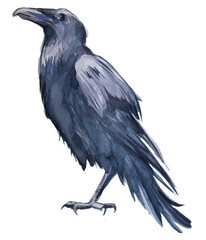 Fototapeta premium Beautiful watercolor raven silhouette illustration isolated on a white background. Hand painted crow design. Bird painting. Wild bird artwork.