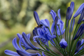 Closeup shot of blooming purple agapanthus flowers with a bee