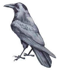 Beautiful watercolor raven silhouette illustration isolated on a white background. Hand painted crow design. Bird painting. Wild bird artwork.