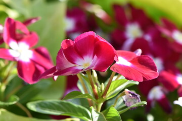 fleure rose et blanche