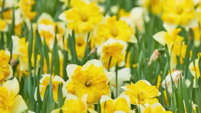Narcissus is genus of predominantly spring perennial plants of Amaryllidaceae (amaryllis) family. It is daffodil, daffadowndilly, narcissus and jonquil.
