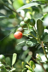 petite baie au macro