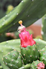 fleure de cactus